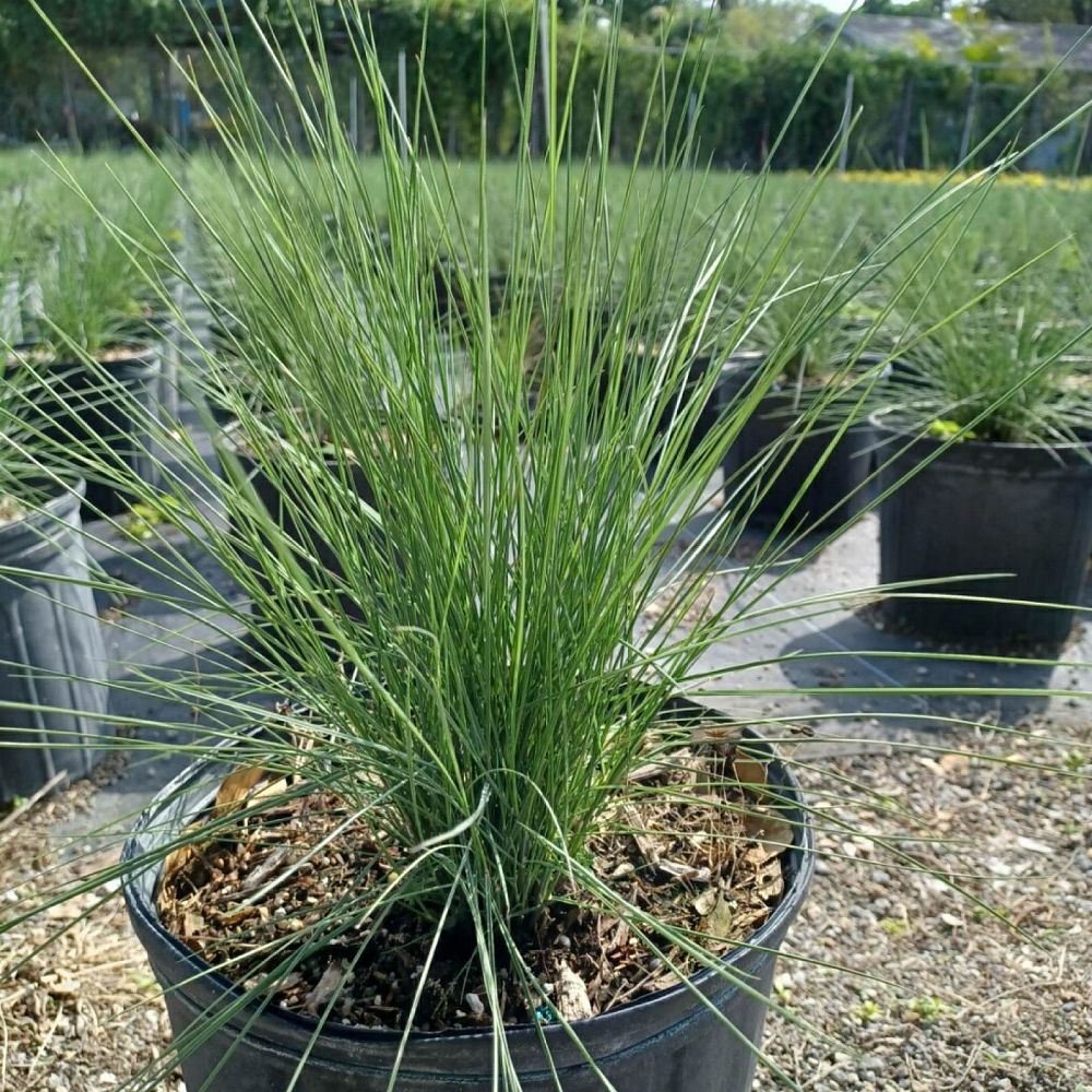 muhlenbergia-capillaris-gulf-coast-muhly-grass-hair-awn-muhly-pink-muhly-grass