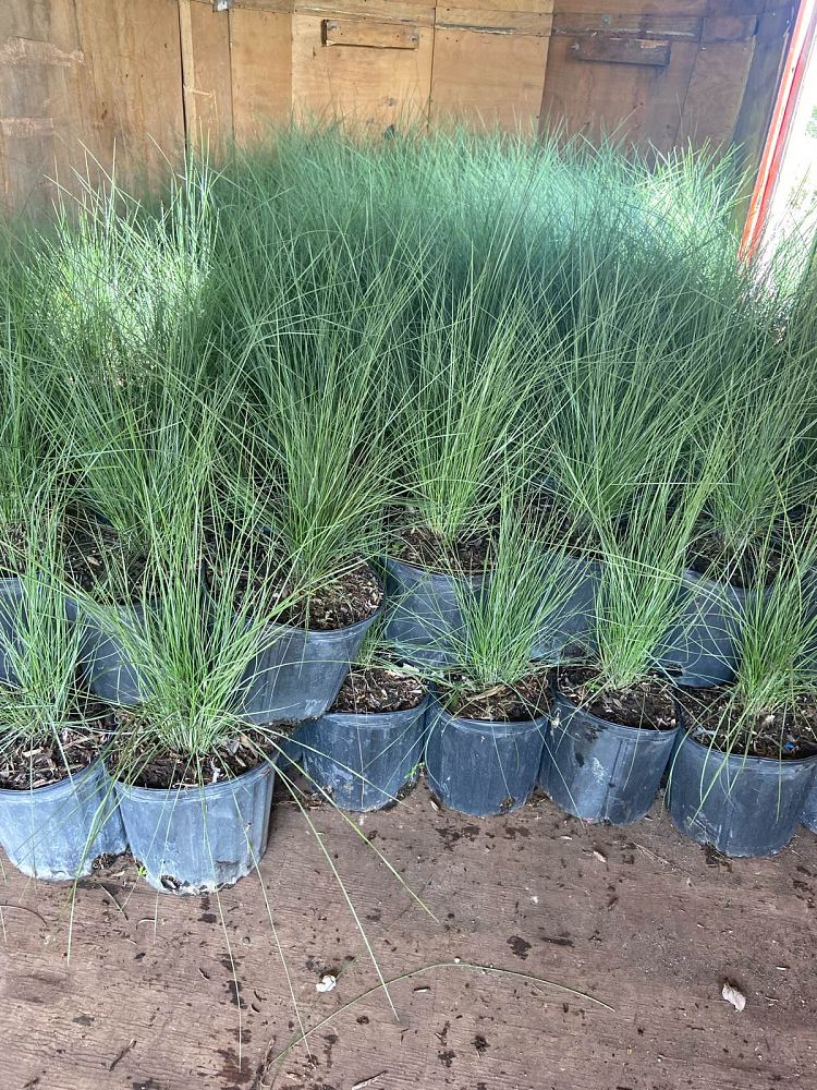 muhlenbergia-capillaris-gulf-coast-muhly-grass-hair-awn-muhly-pink-muhly-grass