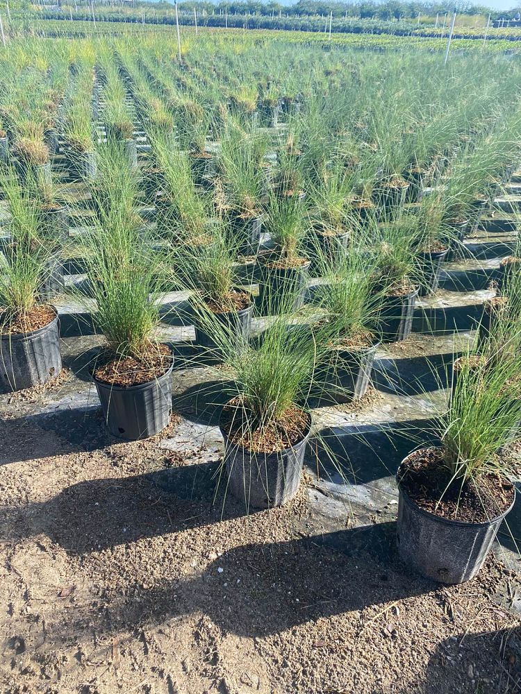 muhlenbergia-capillaris-gulf-coast-muhly-grass-hair-awn-muhly-pink-muhly-grass