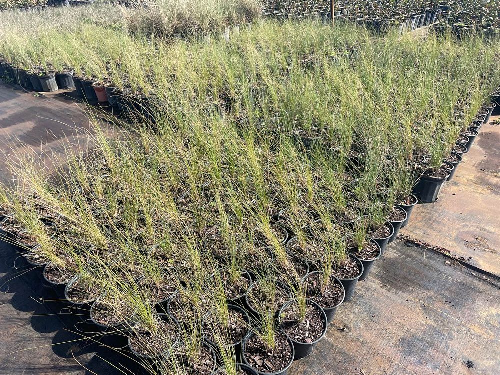 muhlenbergia-capillaris-gulf-coast-muhly-grass-hair-awn-muhly-pink-muhly-grass