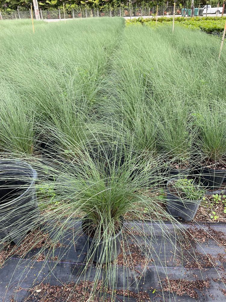 muhlenbergia-capillaris-gulf-coast-muhly-grass-hair-awn-muhly-pink-muhly-grass