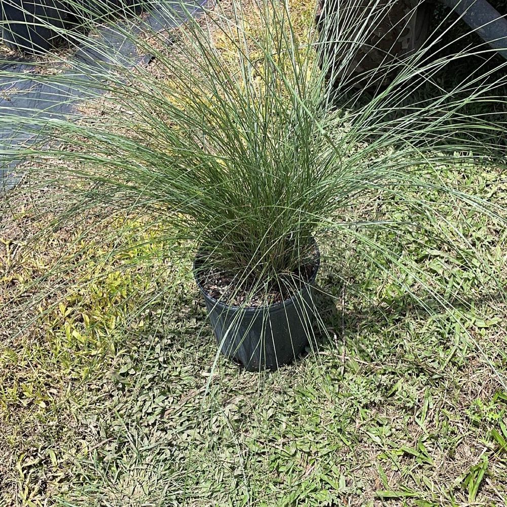 muhlenbergia-capillaris-gulf-coast-muhly-grass-hair-awn-muhly-pink-muhly-grass