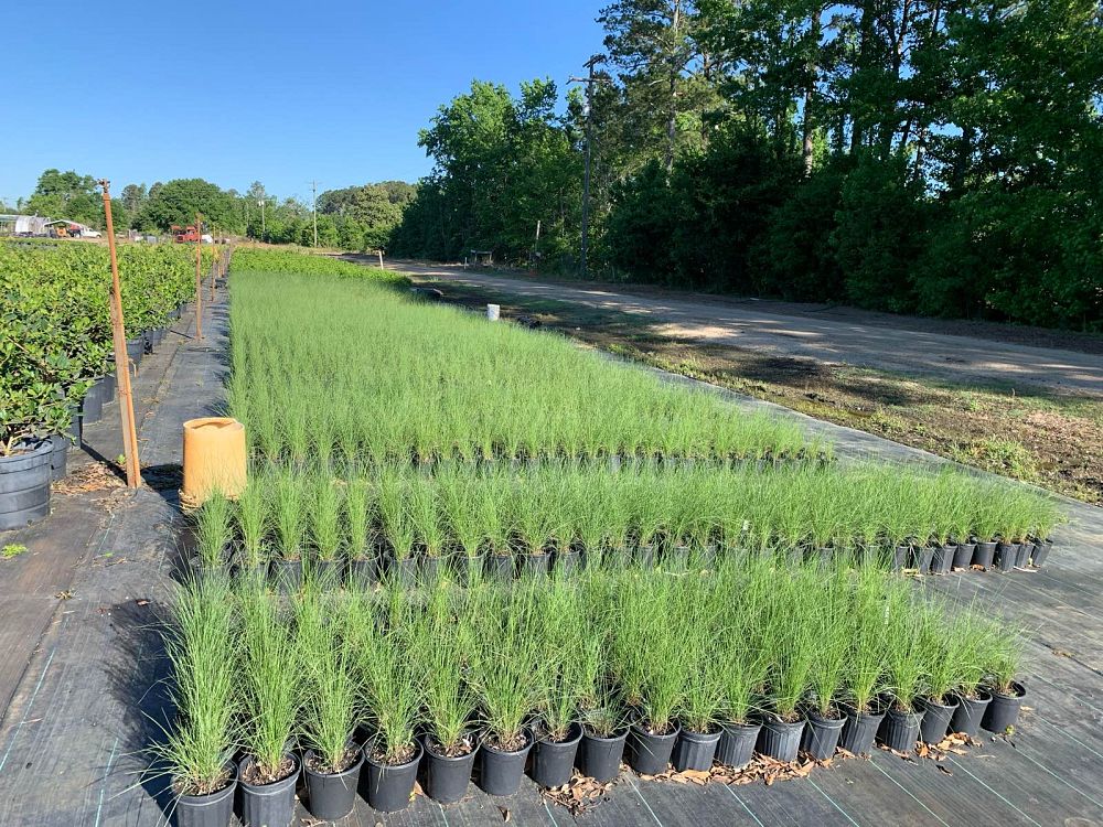 muhlenbergia-capillaris-gulf-coast-muhly-grass-hair-awn-muhly-pink-muhly-grass