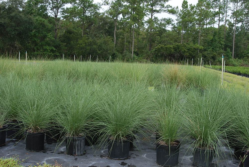 muhlenbergia-capillaris-gulf-coast-muhly-grass-hair-awn-muhly-pink-muhly-grass