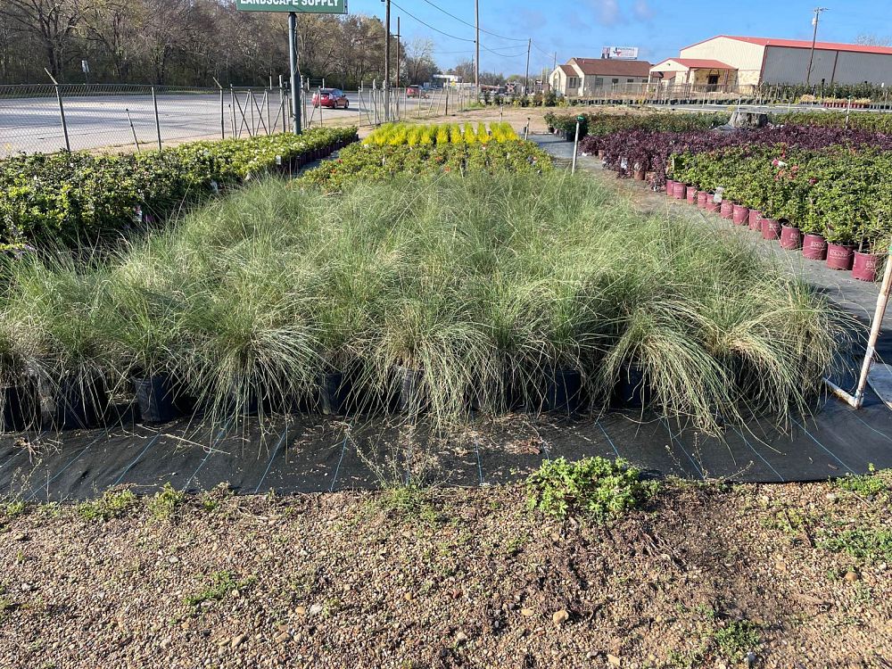 muhlenbergia-capillaris-gulf-coast-muhly-grass-hair-awn-muhly-pink-muhly-grass