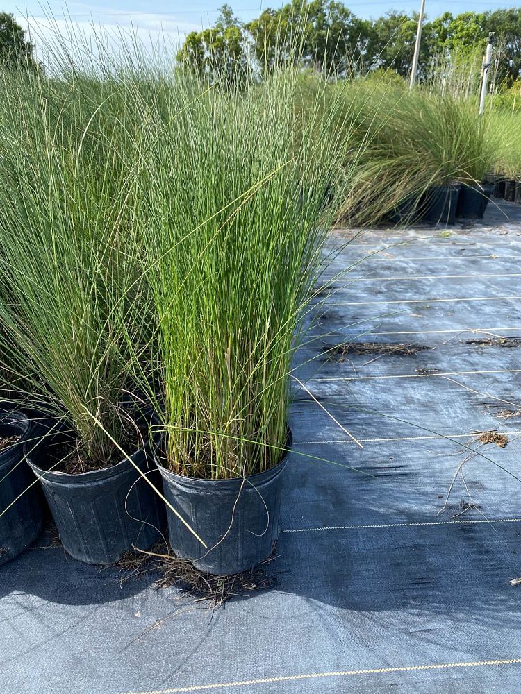 muhlenbergia-capillaris-gulf-coast-muhly-grass-hair-awn-muhly-pink-muhly-grass