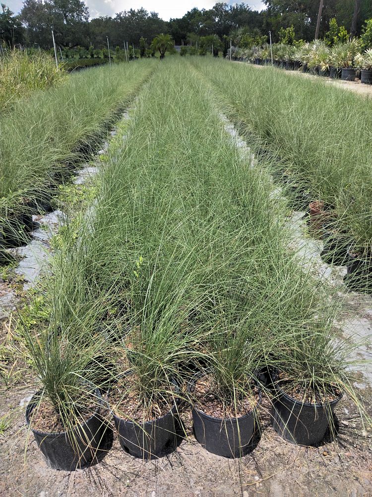 muhlenbergia-capillaris-gulf-coast-muhly-grass-hair-awn-muhly-pink-muhly-grass