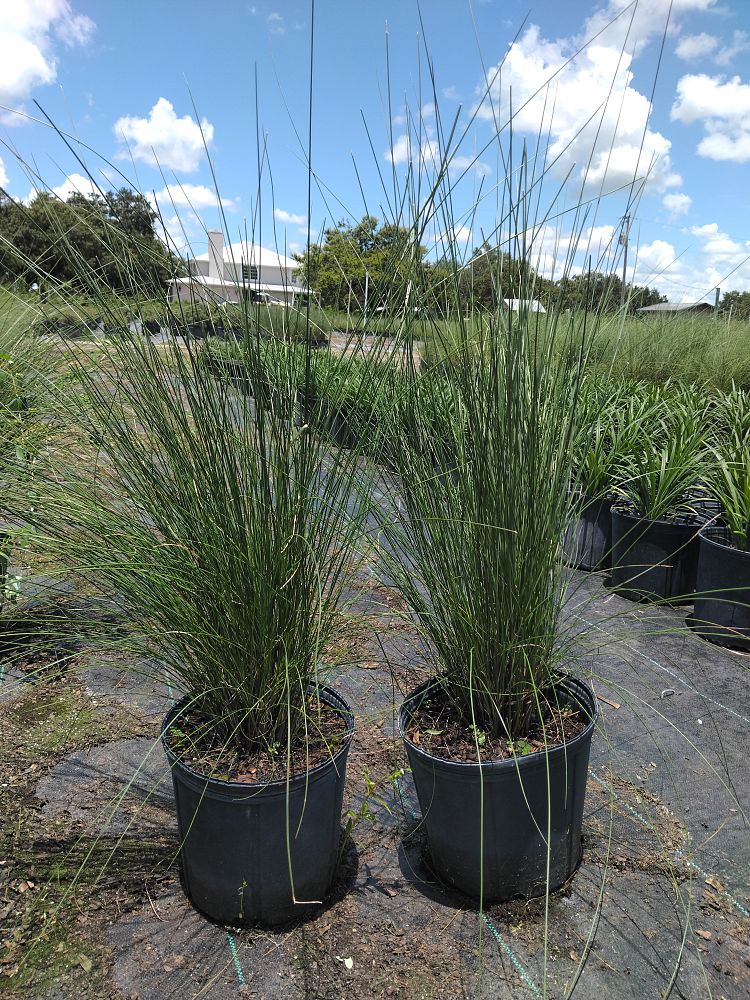 muhlenbergia-capillaris-gulf-coast-muhly-grass-hair-awn-muhly-pink-muhly-grass