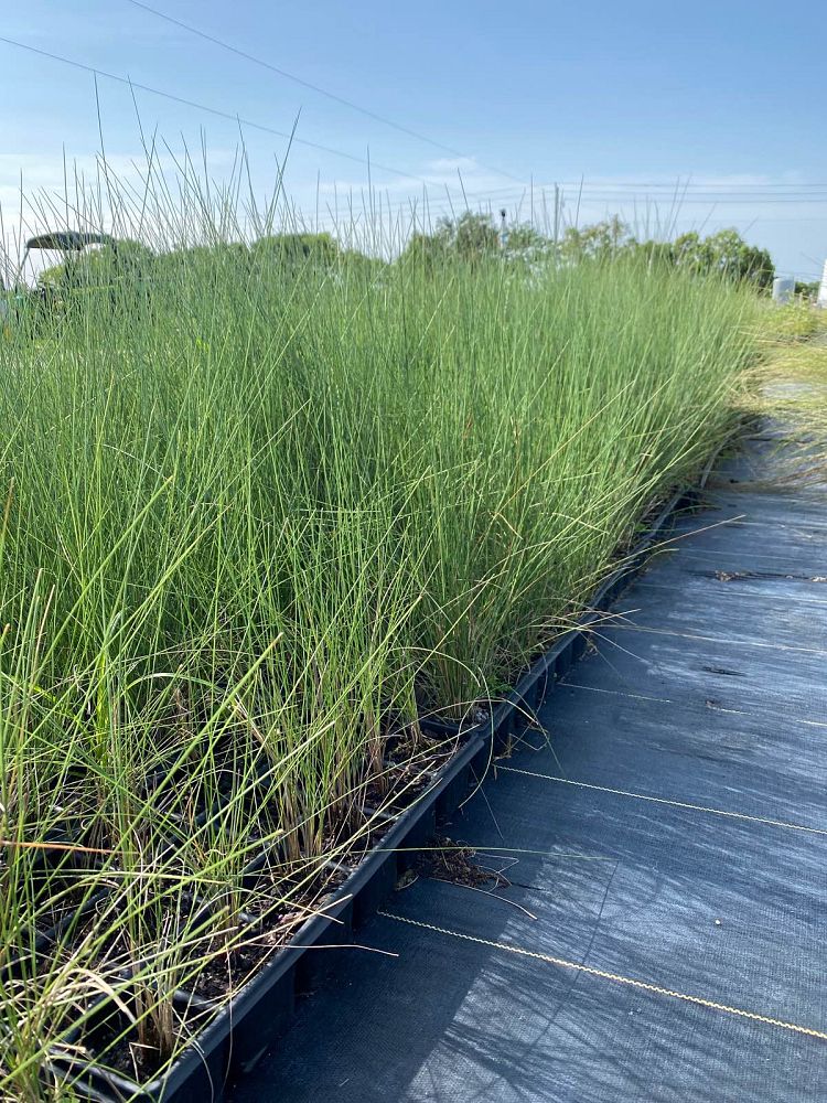 muhlenbergia-capillaris-gulf-coast-muhly-grass-hair-awn-muhly-pink-muhly-grass