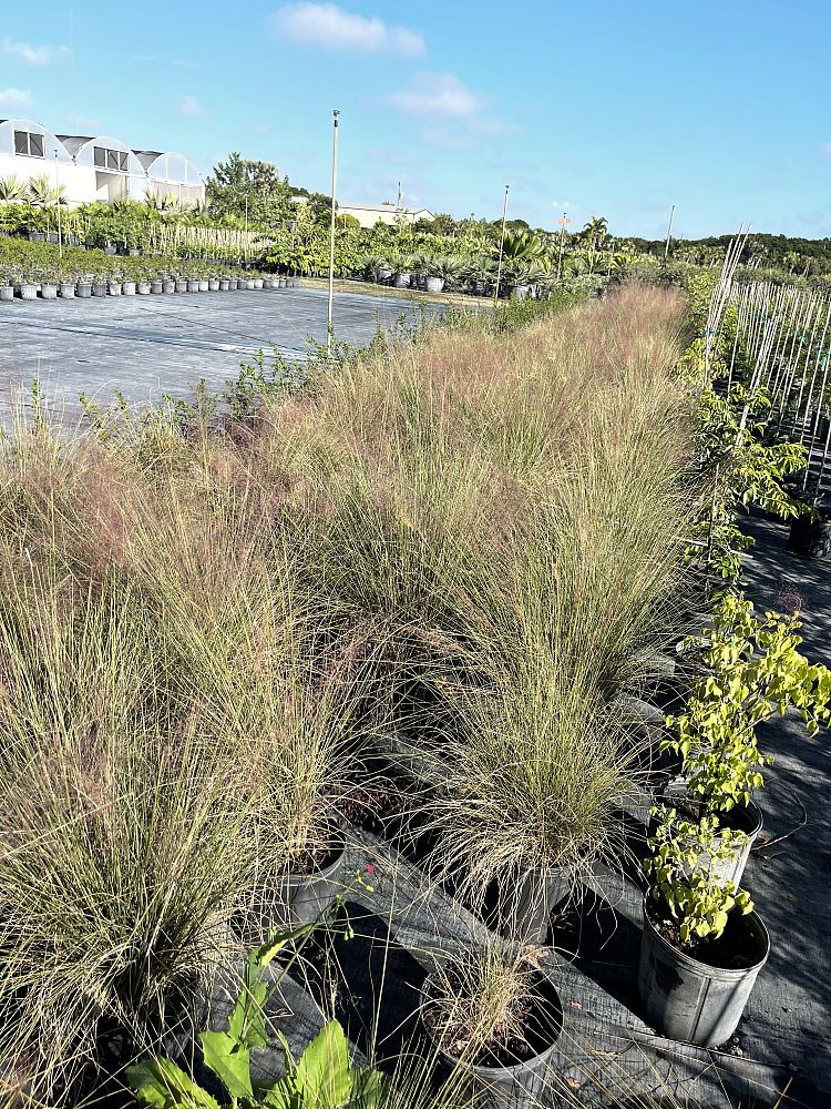 muhlenbergia-capillaris-gulf-coast-muhly-grass-hair-awn-muhly-pink-muhly-grass