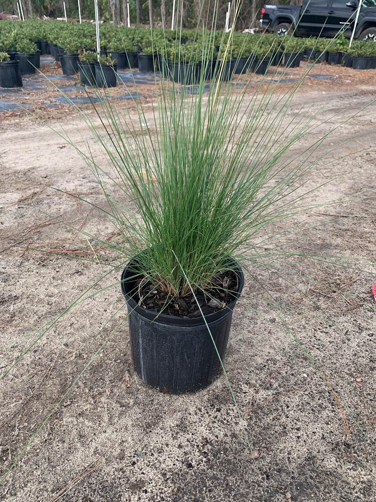 muhlenbergia-capillaris-gulf-coast-muhly-grass-hair-awn-muhly-pink-muhly-grass