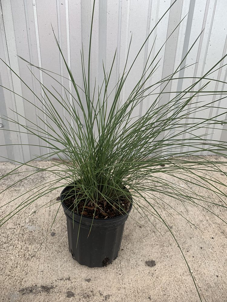 muhlenbergia-capillaris-gulf-coast-muhly-grass-hair-awn-muhly-pink-muhly-grass
