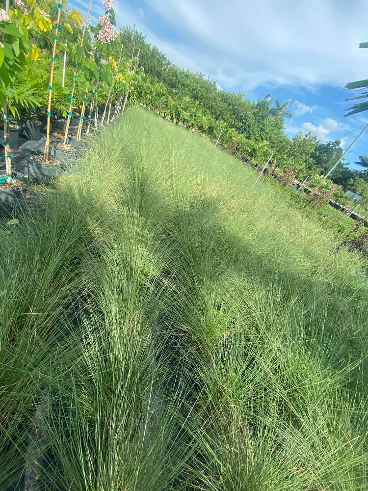 muhlenbergia-capillaris-gulf-coast-muhly-grass-hair-awn-muhly-pink-muhly-grass