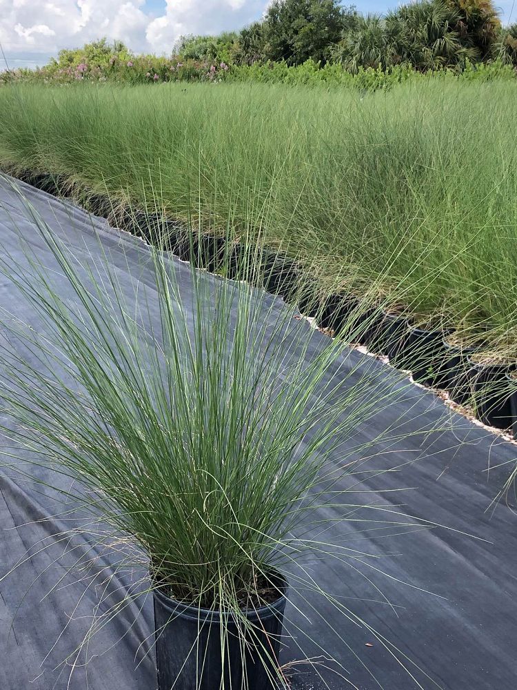 muhlenbergia-capillaris-gulf-coast-muhly-grass-hair-awn-muhly-pink-muhly-grass