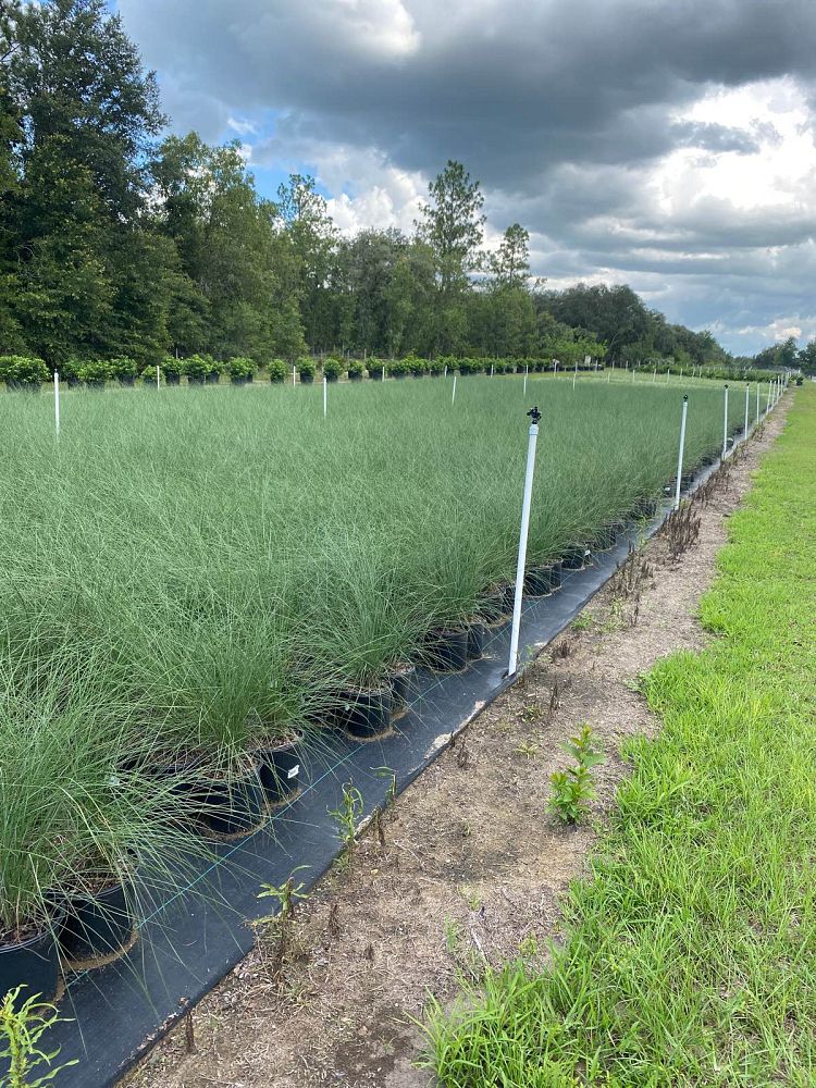 muhlenbergia-capillaris-gulf-coast-muhly-grass-hair-awn-muhly-pink-muhly-grass