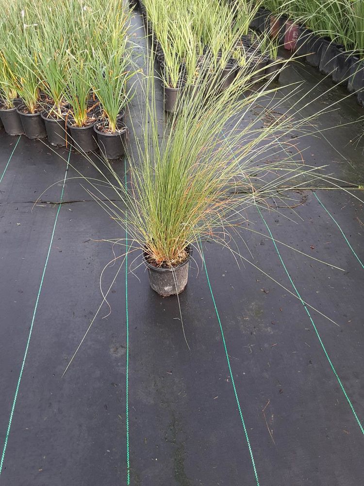 muhlenbergia-capillaris-gulf-coast-muhly-grass-hair-awn-muhly-pink-muhly-grass