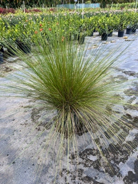 muhlenbergia-capillaris-gulf-coast-muhly-grass-hair-awn-muhly-pink-muhly-grass