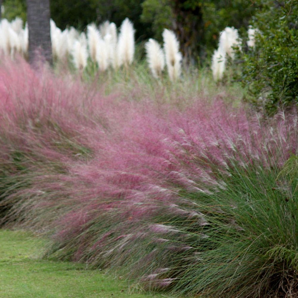 muhlenbergia-capillaris-gulf-coast-muhly-grass-hair-awn-muhly-pink-muhly-grass