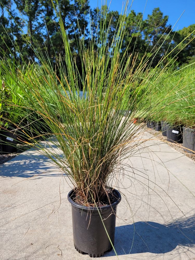 muhlenbergia-capillaris-gulf-coast-muhly-grass-hair-awn-muhly-pink-muhly-grass