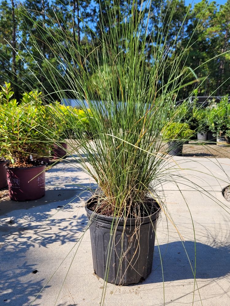 muhlenbergia-capillaris-gulf-coast-muhly-grass-hair-awn-muhly-pink-muhly-grass
