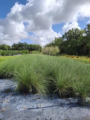 muhlenbergia-capillaris-gulf-coast-muhly-grass-hair-awn-muhly-pink-muhly-grass