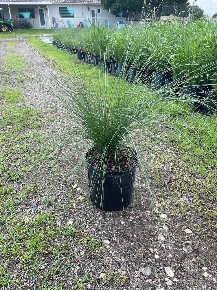muhlenbergia-capillaris-gulf-coast-muhly-grass-hair-awn-muhly-pink-muhly-grass