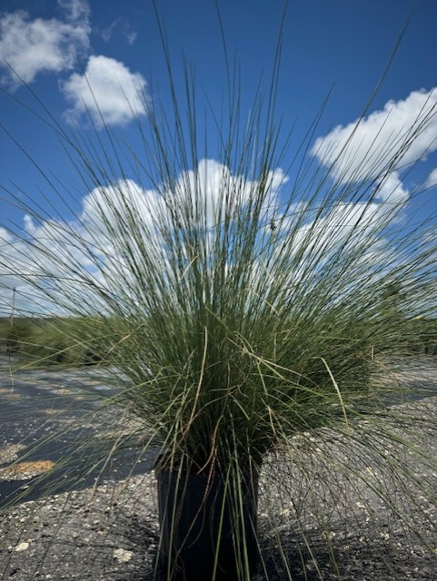 muhlenbergia-capillaris-gulf-coast-muhly-grass-hair-awn-muhly-pink-muhly-grass