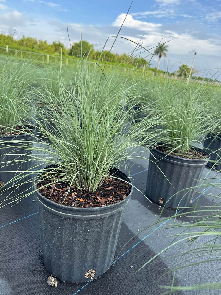 muhlenbergia-capillaris-gulf-coast-muhly-grass-hair-awn-muhly-pink-muhly-grass