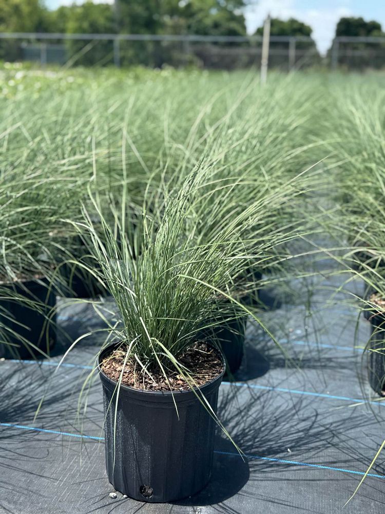 muhlenbergia-capillaris-gulf-coast-muhly-grass-hair-awn-muhly-pink-muhly-grass