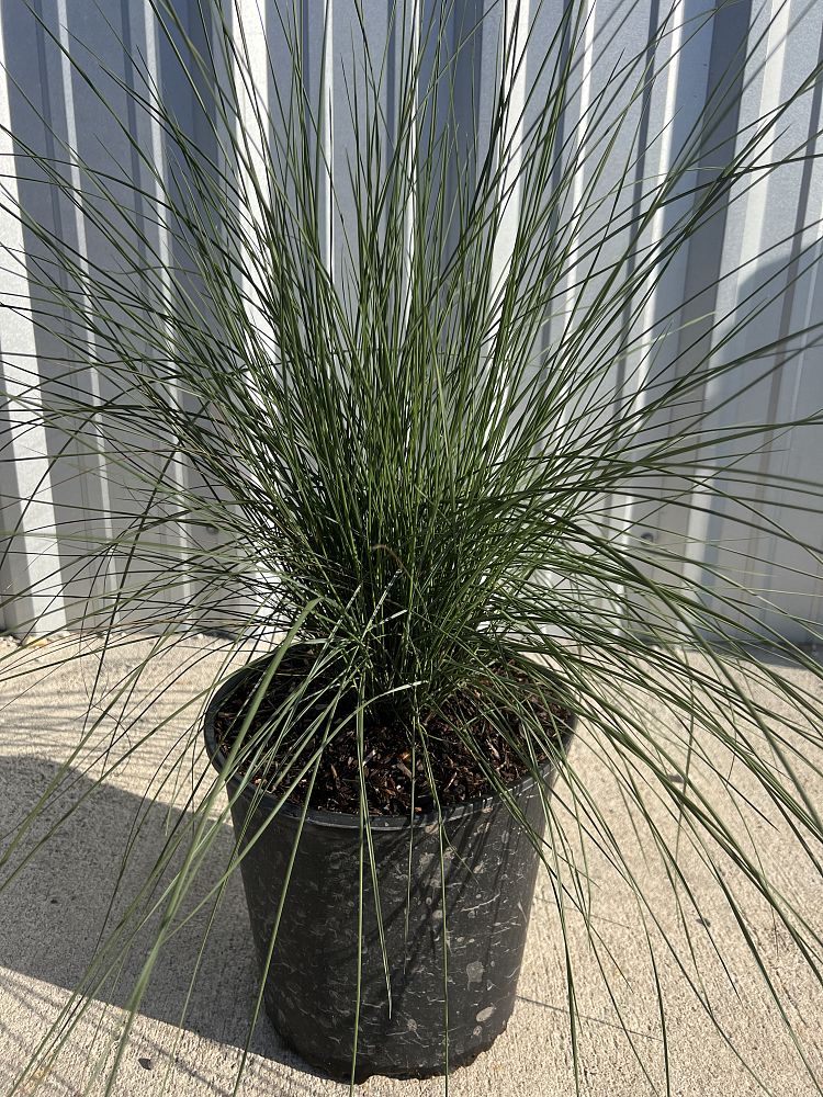 muhlenbergia-capillaris-gulf-coast-muhly-grass-hair-awn-muhly-pink-muhly-grass