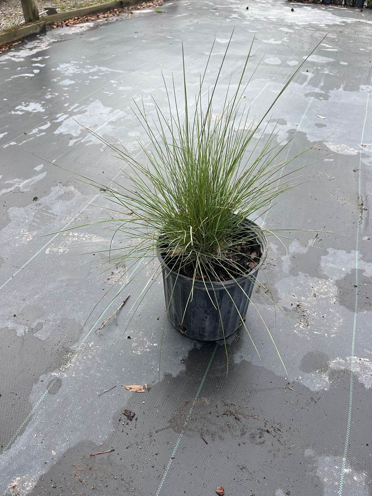 muhlenbergia-capillaris-gulf-coast-muhly-grass-hair-awn-muhly-pink-muhly-grass