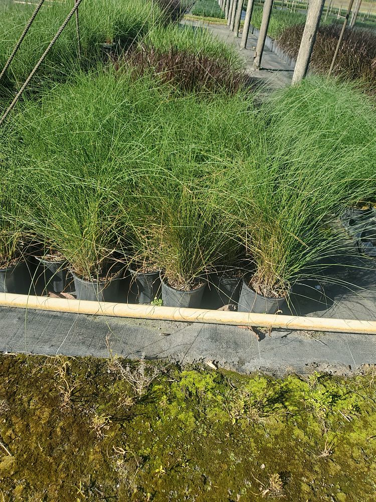 muhlenbergia-capillaris-gulf-coast-muhly-grass-hair-awn-muhly-pink-muhly-grass