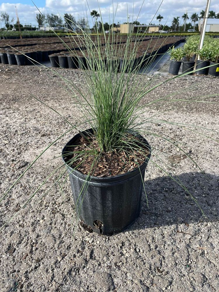 muhlenbergia-capillaris-gulf-coast-muhly-grass-hair-awn-muhly-pink-muhly-grass