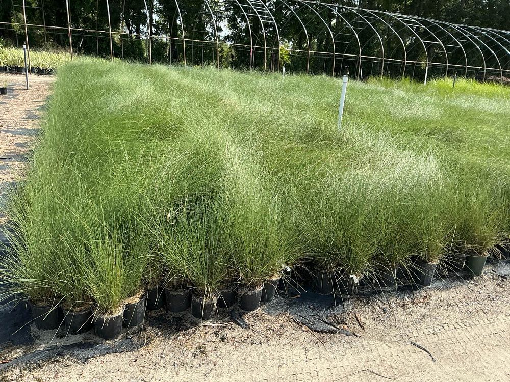 muhlenbergia-capillaris-gulf-coast-muhly-grass-hair-awn-muhly-pink-muhly-grass