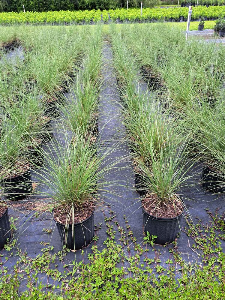 muhlenbergia-capillaris-gulf-coast-muhly-grass-hair-awn-muhly-pink-muhly-grass