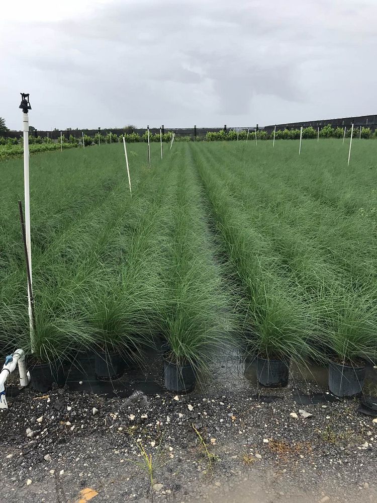 muhlenbergia-capillaris-gulf-coast-muhly-grass-hair-awn-muhly-pink-muhly-grass