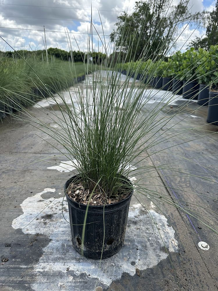 muhlenbergia-capillaris-gulf-coast-muhly-grass-hair-awn-muhly-pink-muhly-grass