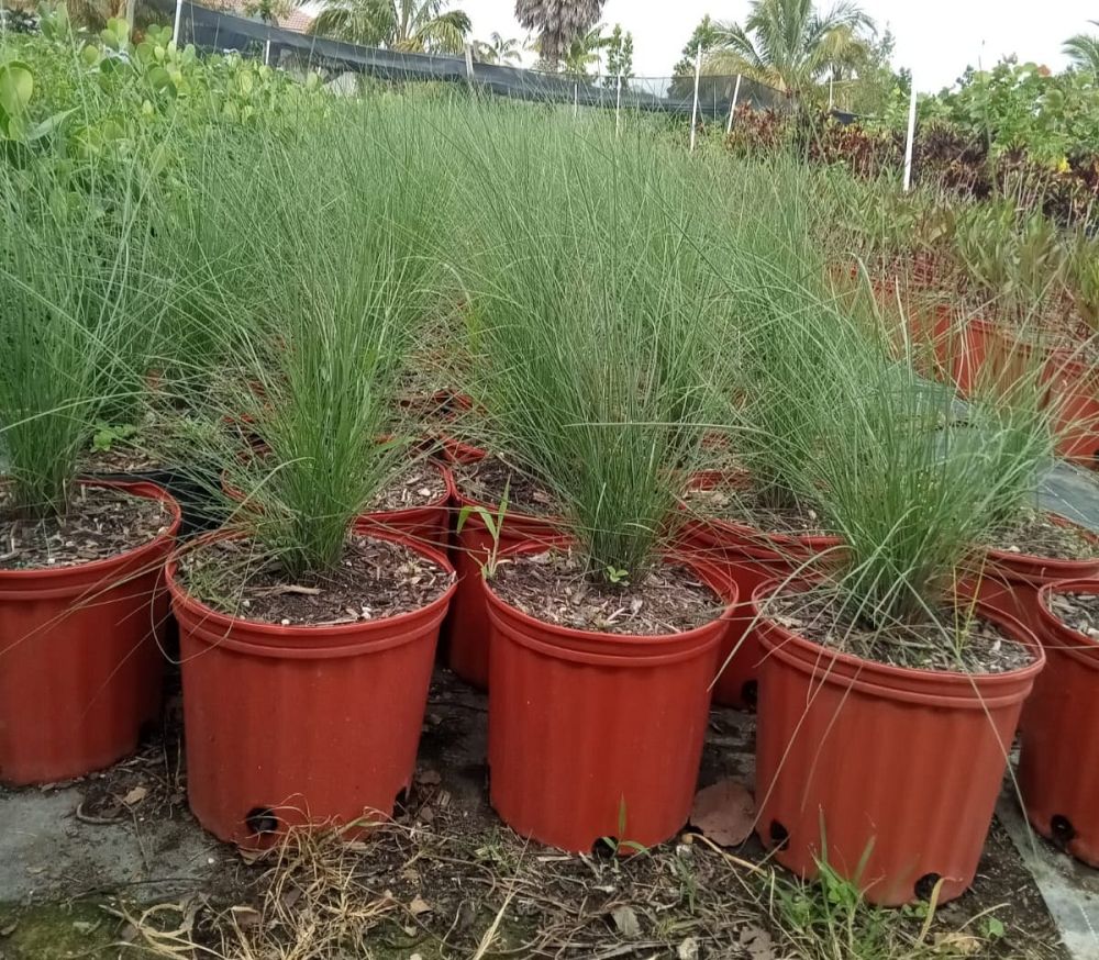 muhlenbergia-capillaris-gulf-coast-muhly-grass-hair-awn-muhly-pink-muhly-grass