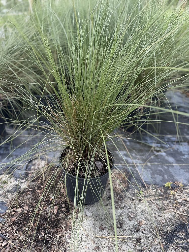 muhlenbergia-capillaris-gulf-coast-muhly-grass-hair-awn-muhly-pink-muhly-grass