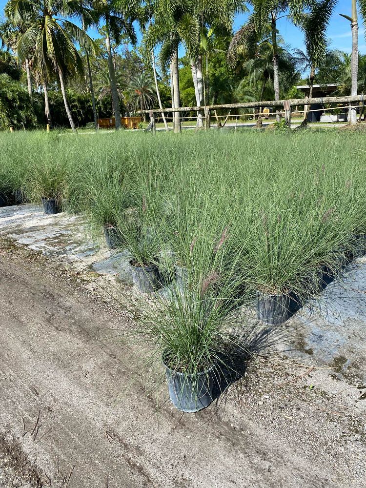 muhlenbergia-capillaris-gulf-coast-muhly-grass-hair-awn-muhly-pink-muhly-grass