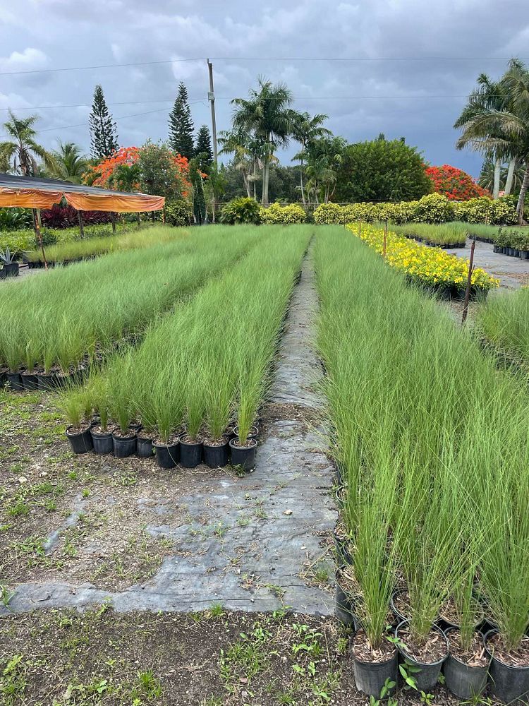 muhlenbergia-capillaris-gulf-coast-muhly-grass-hair-awn-muhly-pink-muhly-grass