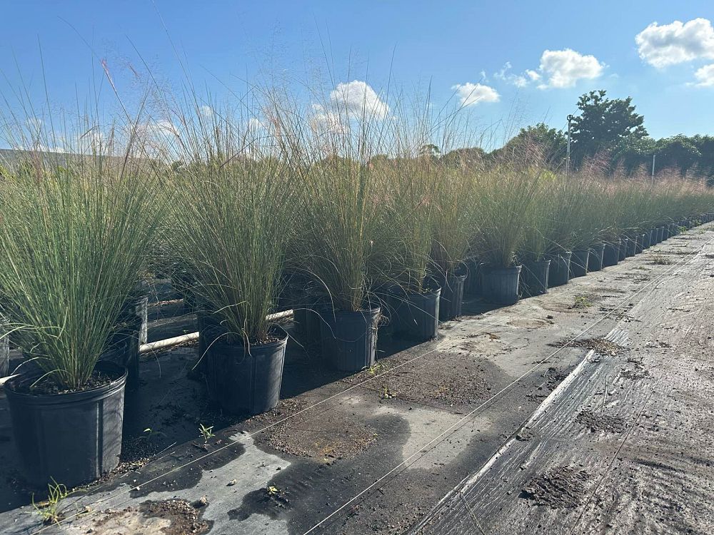 muhlenbergia-capillaris-gulf-coast-muhly-grass-hair-awn-muhly-pink-muhly-grass