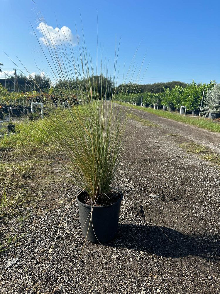 muhlenbergia-capillaris-gulf-coast-muhly-grass-hair-awn-muhly-pink-muhly-grass