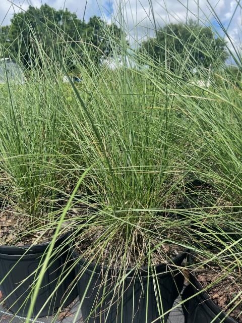muhlenbergia-capillaris-gulf-coast-muhly-grass-hair-awn-muhly-pink-muhly-grass