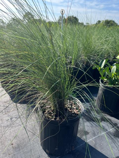 muhlenbergia-capillaris-gulf-coast-muhly-grass-hair-awn-muhly-pink-muhly-grass