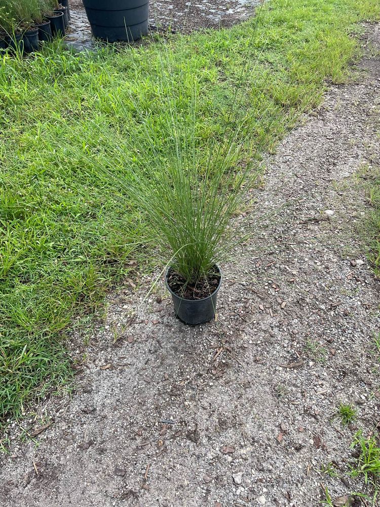 muhlenbergia-capillaris-gulf-coast-muhly-grass-hair-awn-muhly-pink-muhly-grass