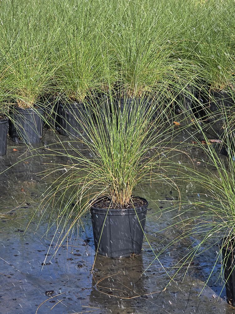 muhlenbergia-capillaris-gulf-coast-muhly-grass-hair-awn-muhly-pink-muhly-grass