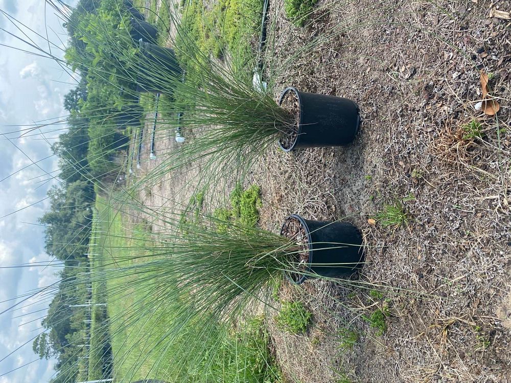 muhlenbergia-capillaris-gulf-coast-muhly-grass-hair-awn-muhly-pink-muhly-grass