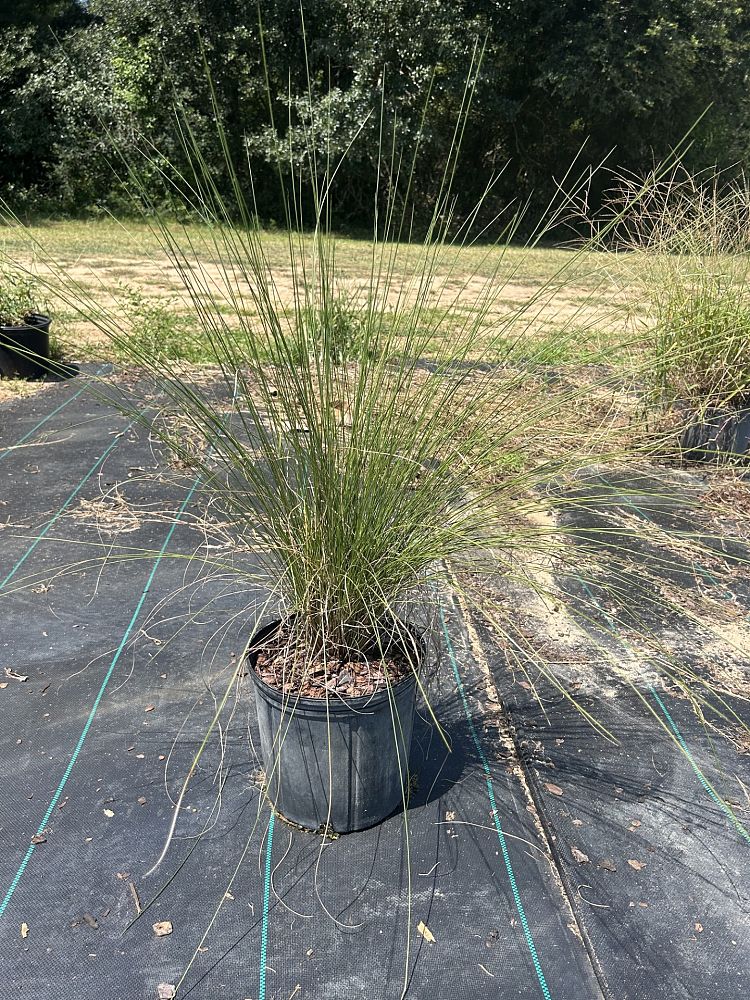muhlenbergia-capillaris-gulf-coast-muhly-grass-hair-awn-muhly-pink-muhly-grass