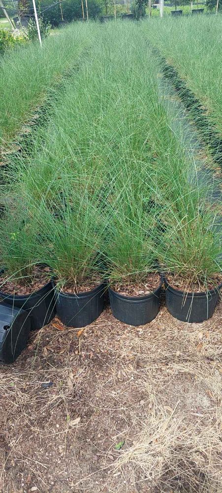 muhlenbergia-capillaris-gulf-coast-muhly-grass-hair-awn-muhly-pink-muhly-grass
